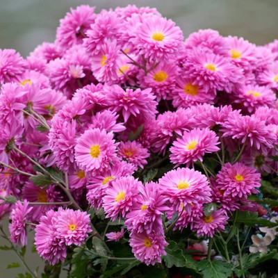 BJUBAS Chrysanthemum flower seeds mixed pack of 15 Seed(15 per packet)