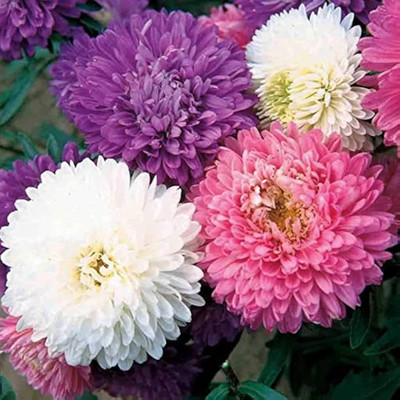 LIFELEX Aster Double Mix Flower Seed(26 per packet)