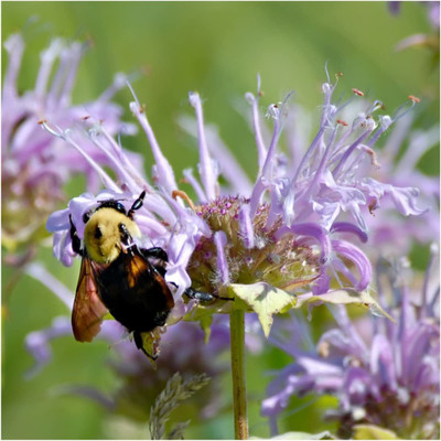 VibeX LX-98 - BEE BALM LEMON MINT - (2250 Seeds) Seed(2250 per packet)