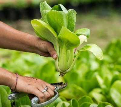 Quentova Pak Choi 'Green' Hybrid-LIV-6F Seed(200 per packet)