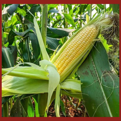 RUDRAAMAA Makka Seeds (50 Beej) – Fresh Maize/Corn Seeds for Farming & Kitchen Garden Seed(50 per packet)