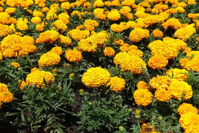 HYBRID CUCUMBER SEEDS marigold/gende ka phool flower seeds Seed(50 per packet)