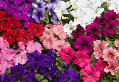 VibeX LXI-73 - Petunia Unicum Mix F3 - (60 Seeds) Seed(60 per packet)