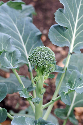 KNESSiN FARM Hybrid Broccoli Seed Seed(200 per packet)