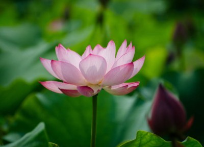 Ganpati lotus,kamal gatta Seed(10 per packet)