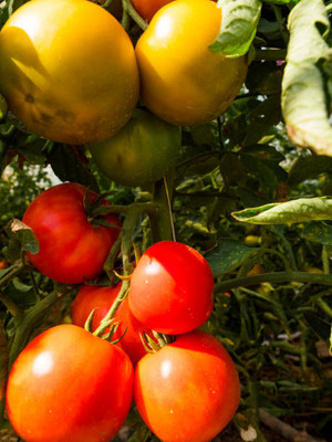 Shital tomato Seed(135 per packet)