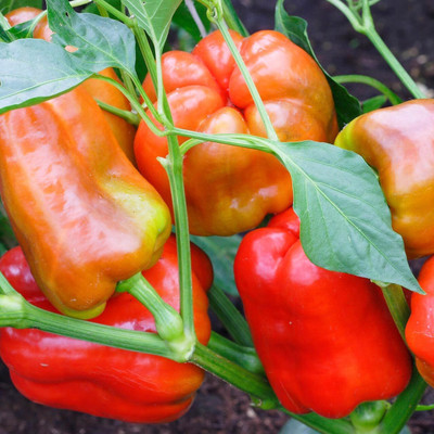 KNESSiN F1 Hybrid Giant Capsicum Vegetable Seeds For Planting-(400 Seeds) Seed(400 per packet)