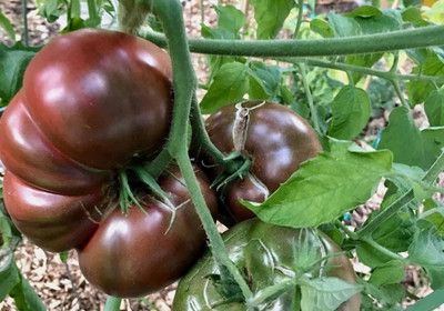 DIVINE TOMATO , TAMATAR Seed(100 per packet)
