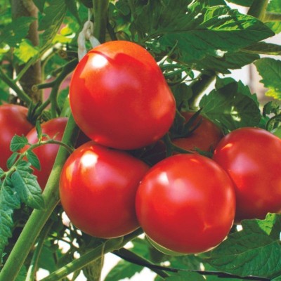 Recron Seeds Tomato Fresh Organic Vegetable Seed(50 per packet)