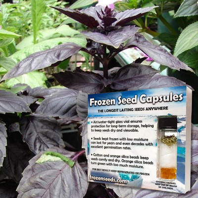 Qualtivate XL-9 Red Rubin Basil Seeds Seed(1000 per packet)