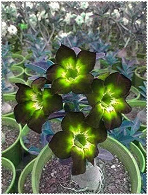 Qualtivate LX-272 Green Adenium obesum Desert Rose Seeds Seed(30 per packet)