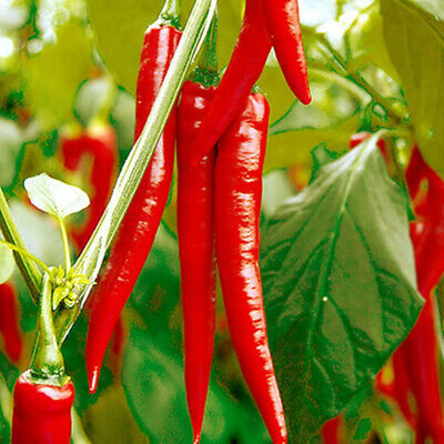 CYBEXIS High Yield Pure Natural Organic Pepper Red Chilli2400 Seeds Seed(2400 per packet)