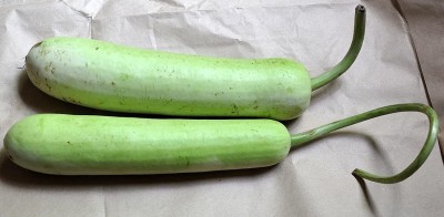 CYBEXIS PAU-11 - Bottle Gourd - Calabash Gourd - (100 Seeds) Seed(100 per packet)