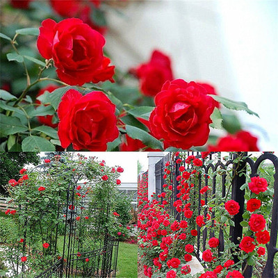 CYBEXIS TLX-24 - Climbing Rose Red Bush Vine - (100 Seeds) Seed(100 per packet)