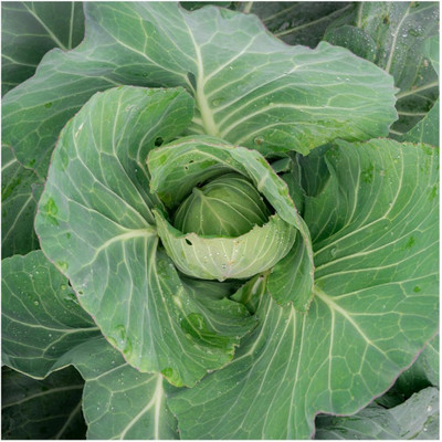 WILLVINE PUSA -VI Copenhagen Market Early Cabbage Seeds [5g] Seed(1500 per packet)