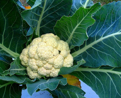 Quentova Cauliflower Phool Gobhee/Phul Gobhi-6Y-US Seed(200 per packet)