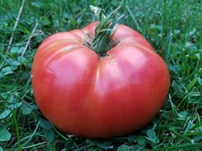 Aywal High Yield Tomato F1 RED Ruby Hybrid Seed(325 per packet)