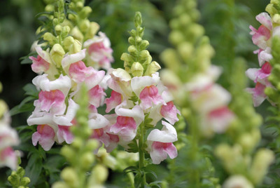 Lorvox Antirrhinum/Snapdragon/Dog Flower Dwarf Flower Seed(35 per packet)