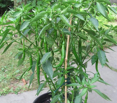 KNESSiN Hybrid Chilli-{800 Seeds} Seed(800 per packet)