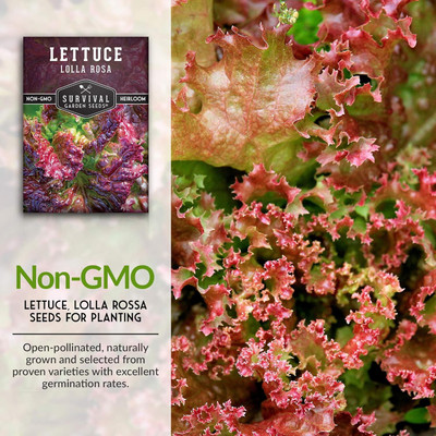 Qualtivate ICRA6-A Lolla Rosa Lettuce Seeds Seed(300 per packet)