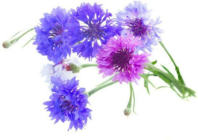 Biosnyg Bachelor Button seeds [100 Seeds] Seed(100 per packet)