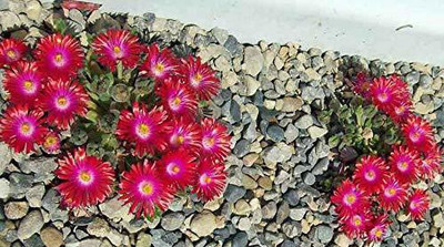 CYBEXIS Mixed Colour Flower F1 Hybrid Ice Plant Seeds Good Germinetion Seed(1 g)