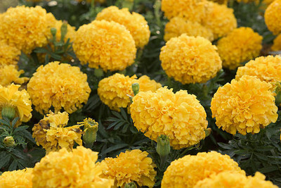 DEVAMA THE DIVINE marigold,gende ka phool Seed(30 per packet)