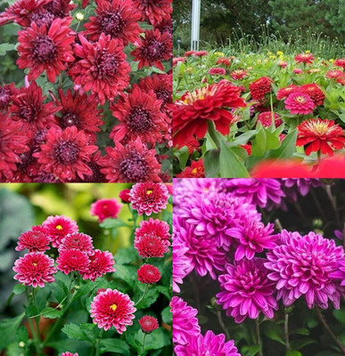 ibains Chandramallika flower seeds beez 15 Seed(15 per packet)