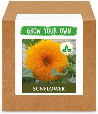 CYBEXIS Sunflower400 Seeds Seed(400 per packet)