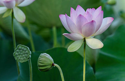 Cosmos lotus,kamal gatta Seed(10 per packet)
