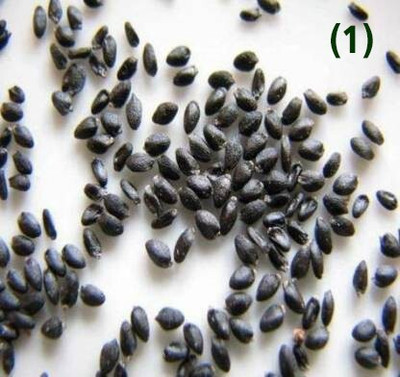 the green dotcom dragon plant seed Seed(105 per packet)