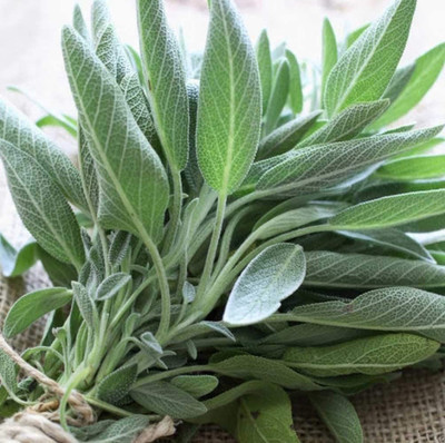 VibeX ® LXI-6 Sage Seeds for Planting Seed(200 per packet)