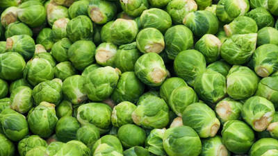 WILLVINE GOI -III Long Island Improved Brussels Sprout Seeds [1g] Seed(300 per packet)