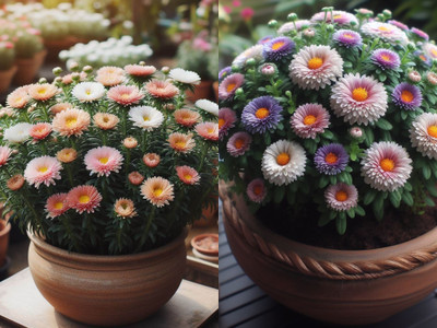 NooElec Seeds India 50+ Seeds Dwarf Hybrid Aster Mix Flower Seeds-Exotic Flower Seed(50 per packet)