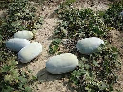 Dbbrothers Ash gourd Vegetable Seeds For Planting Home And Kichen garding pack of 28 Seed(28 per packet)