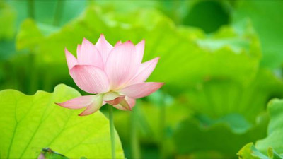 Aam ka beej lotus,kamal seeds Seed(20 per packet)