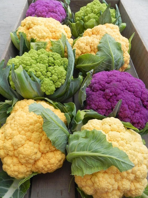 Aywal Mix Purple Green Yellow White Cauliflower Seed(120 per packet)