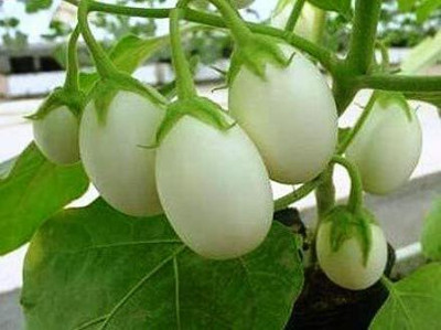 Aywal Brinjal Seed(10 per packet)