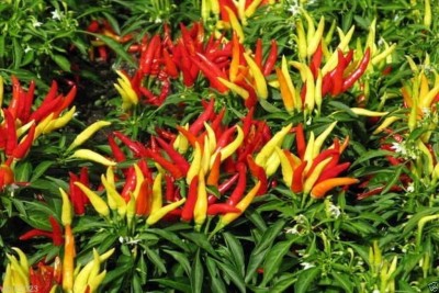 Qualtivate PUAS-5A MedusaEdible Ornamental Pepper Seed(300 per packet)