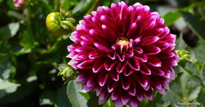 Oliver MIXED DAHILA FLOWER SEEDS Seed(39 per packet)