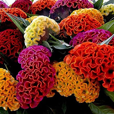 BDSresolve celosia flower seeds all colours/Celosia seed 30 Seed(30 per packet)