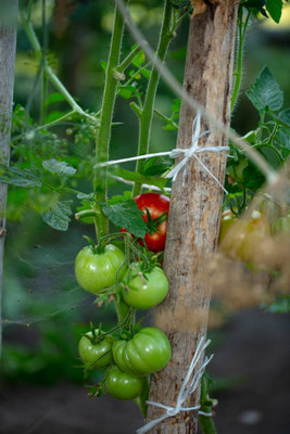 LJL Traders tomato Seed(135 per packet)