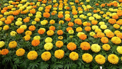 VibeX ® RXI-202 Mexican Marigolds Cool Mix Seed(500 per packet)