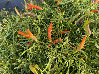 Biosnyg F1 Hybrid Orange Candlelight Hot Pepper Seeds For Planting-(2000 Seeds) Seed(2000 per packet)
