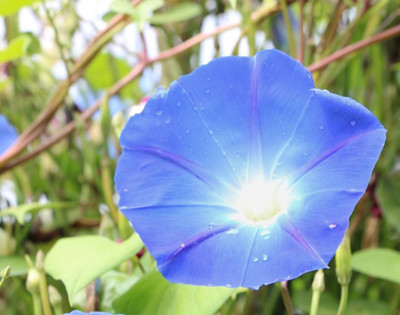 ZIXA Ipomoea hederacea Seed(30 per packet)