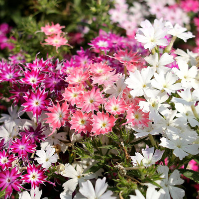 CYBEXIS Phlox cuspidata Twinkle Mix Seed(1 g)