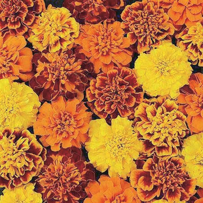 Aywal genda phool ,marigold Seed(2 per packet)