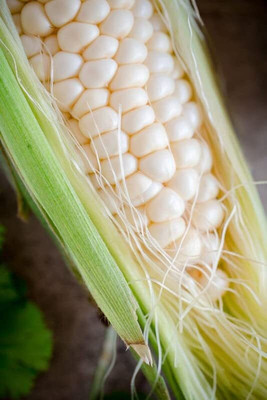 WILLVINE SCI -XVI Hybrid American White Corn Seeds-[100g] Seed(400 per packet)