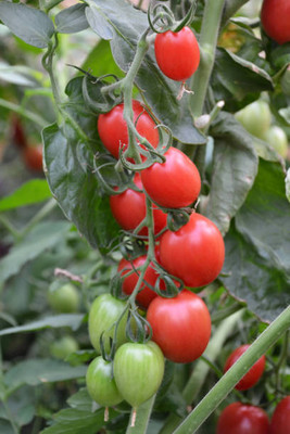 SHYAM tomato Seed(75 per packet)