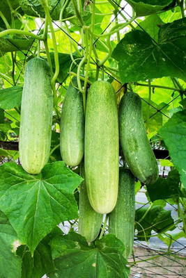 LPR CUCUMBER ,KHIRA Seed(50 per packet)